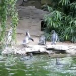 Penguins chasing a butterfly a video by Marty McGuire