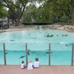 The New Penguin Penguin at London Zoo photo by Murray Sanders