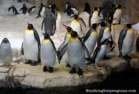penguins photo by nothingbutpenguins.com