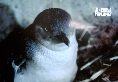 Little blue penguin on Animal Planet