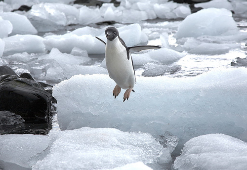 Hopping penguin by Nick Russill
