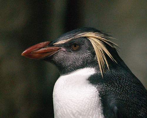 Macaroni Penguin