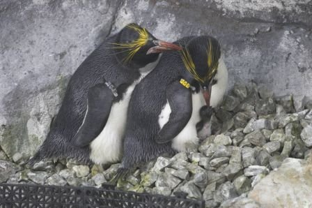 photo credit: Tennessee Aquarium