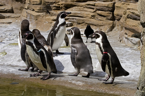 Penguin Photo by Kevin SanJuanIslands on Flickr