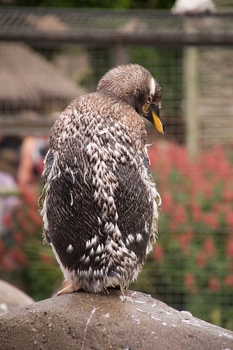 Molting Penguin photo by Ben Cooper