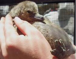 penguin chick at Santa Barbara Zoo