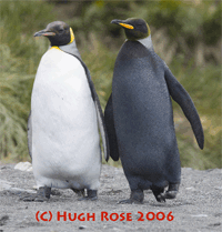 All Black penguin from 2006