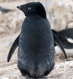 Black Adelie Penguin from Freerepublic