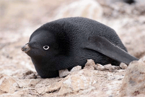Black penguin on FreeRepublic.com