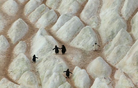Free penguin background from National Geographic
