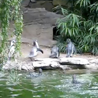 Penguins chasing a butterfly