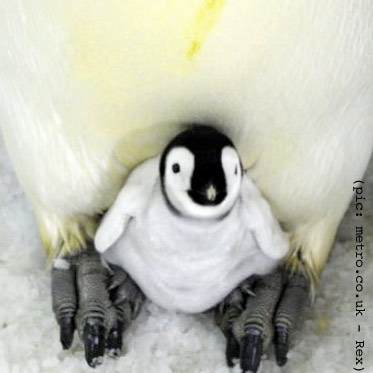 Baby Emperor penguin – China’s first test-tube penguin chick