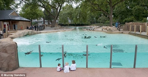 London Zoo has a new penguin beach